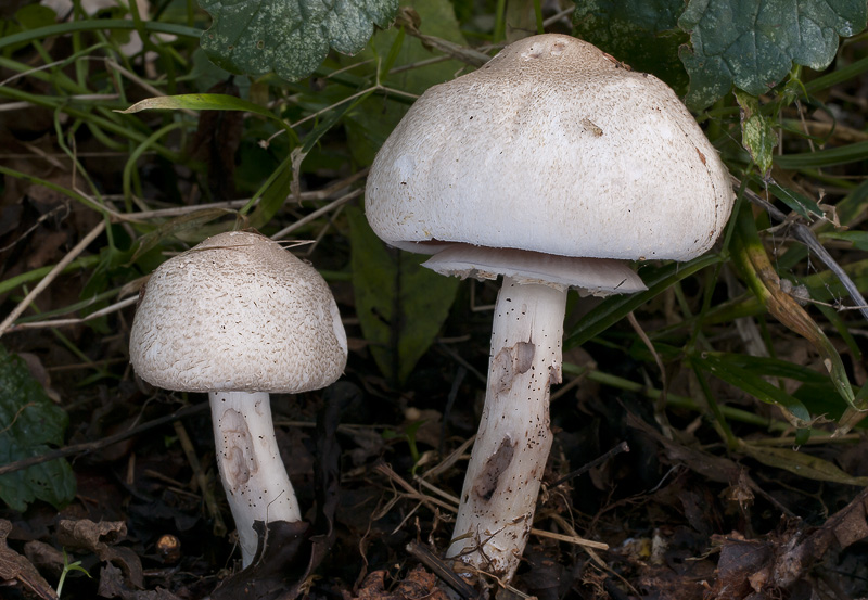 Agaricus moelleri